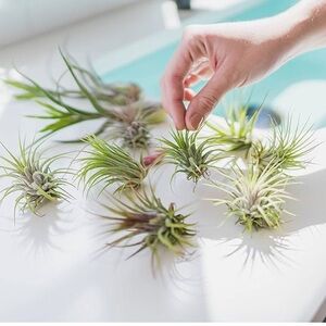 1 surprise Tillandsia Air Plant